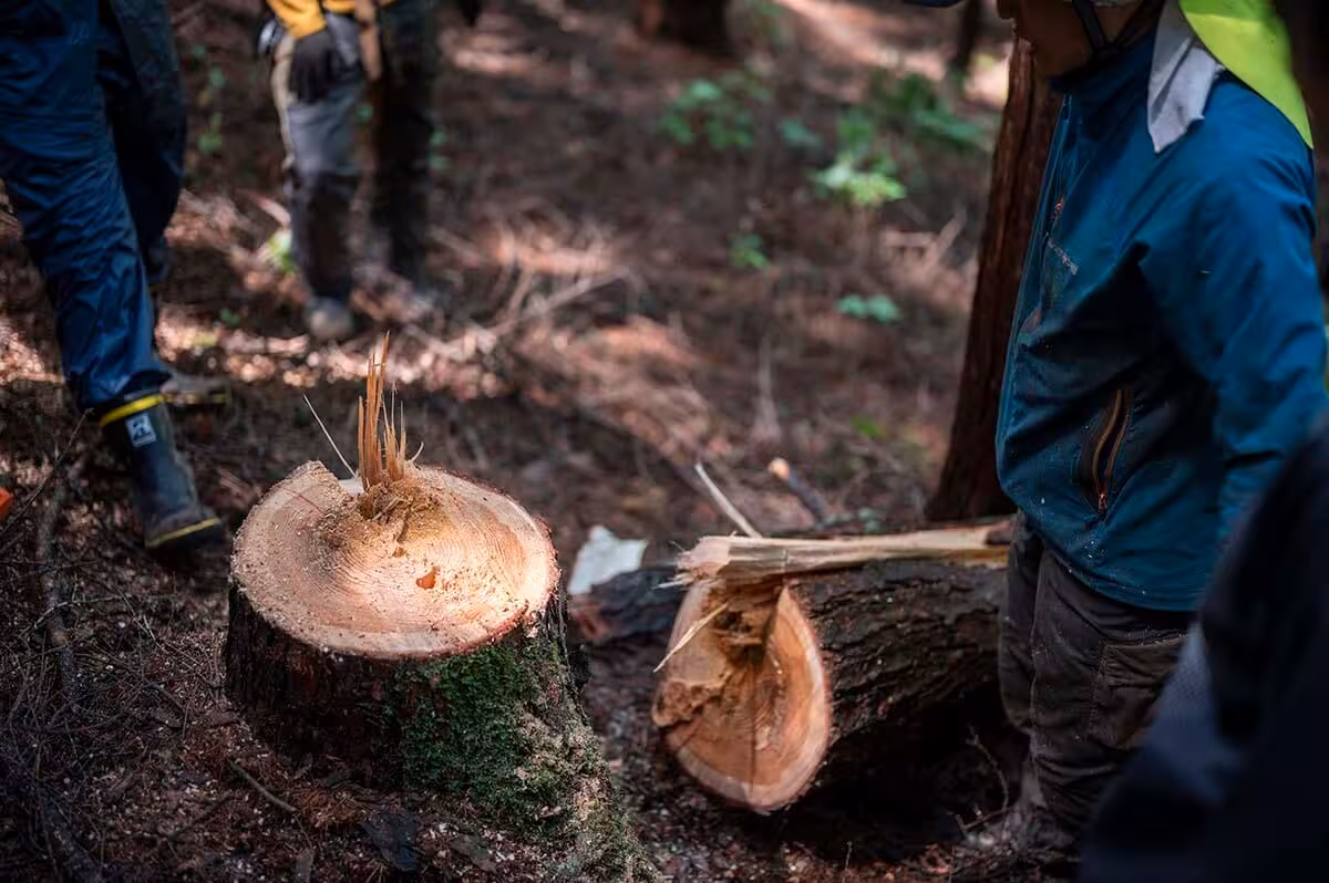 フォレストカレッジの様子